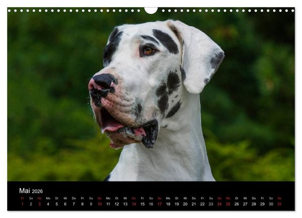 Produktbild: Deutsche Dogge 2026 (Wandkalender 2026 DIN A3 quer), CALVENDO Monatskalender