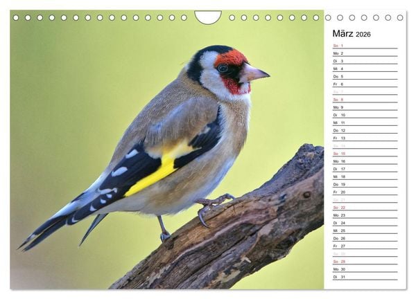 Produktbild: Unsere heimischen Gartenv&ouml;gel (Wandkalender 2026 DIN A4 quer), CALVENDO Monatskalender