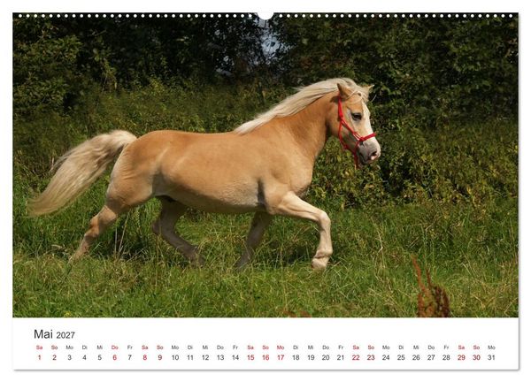 Produktbild: Haflinger - blonde Sch&ouml;nheiten (Wandkalender 2027 DIN A2 quer), CALVENDO Monatskalender