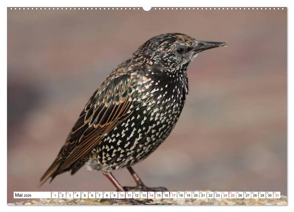 Produktbild: Heimische Tiere (hochwertiger Premium Wandkalender 2026 DIN A2 quer), Kunstdruck in Hochglanz