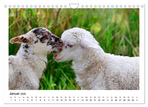 Produktbild: Sch&auml;fchen z&auml;hlen - Mit Schafen durchs Jahr (Wandkalender 2026 DIN A4 quer), CALVENDO Monatskalender