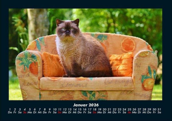 Produktbild: F&uuml;r Katzenfreunde 2026 Fotokalender DIN A4