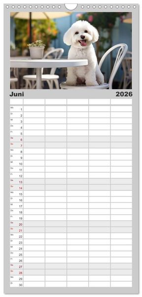 Produktbild: Familienplaner 2026 - Bichon fris&eacute;, wei&szlig;e H&uuml;ndchen mit lockigem Haar mit 5 Spalten (Wandkalender, 21 x 45 cm) CALVENDO