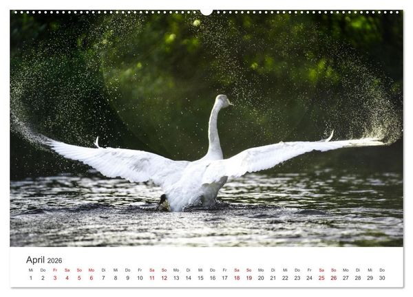 Produktbild: Schw&auml;ne - Prachtvolle Federkleider. (hochwertiger Premium Wandkalender 2026 DIN A2 quer), Kunstdruck in Hochglanz