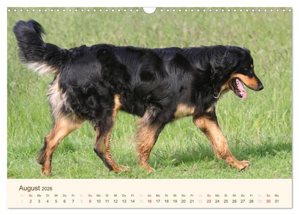 Produktbild: Hovawarte - einmal anders (Wandkalender 2026 DIN A3 quer), CALVENDO Monatskalender