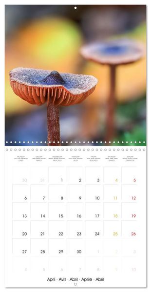 Produktbild: Les champignons - Un monde merveilleux (Calendrier mural carr&eacute; 2026 30x30 cm) Calendrier double avec une page pour vos prises de notes