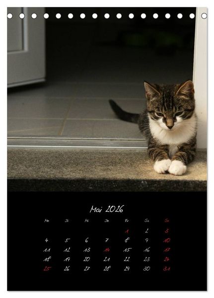 Produktbild: Katzenalltag 2026 (Tischkalender 2026 DIN A5 hoch), CALVENDO Monatskalender