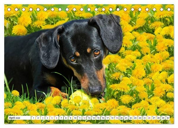 Produktbild: Dackeltr&auml;umereien - Kleine Helden auf 4 Pfoten (Tischkalender 2026 DIN A5 quer), CALVENDO Monatskalender