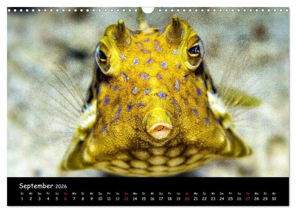 Produktbild: Die Welt unter Wasser (Wandkalender 2026 DIN A3 quer), CALVENDO Monatskalender