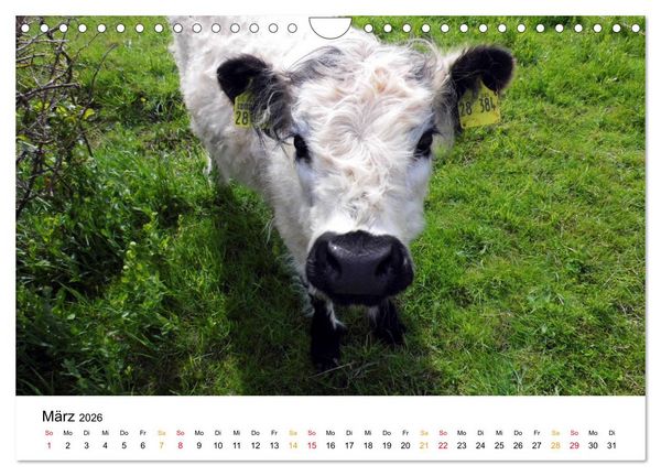 Produktbild: Helgoland Kalender (Wandkalender 2026 DIN A4 quer), CALVENDO Monatskalender