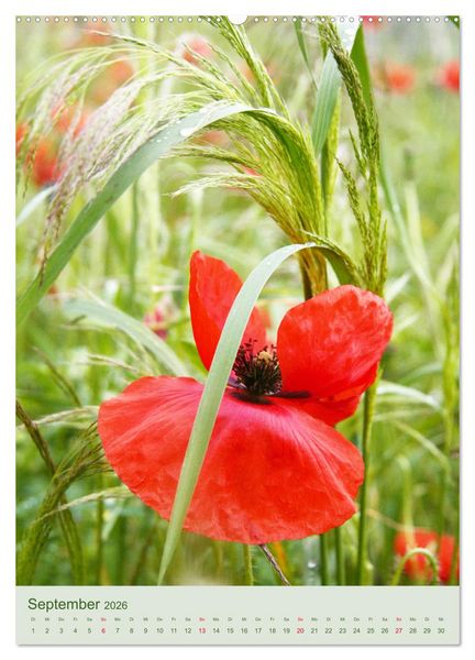 Produktbild: Mohn im Feld (hochwertiger Premium Wandkalender 2026 DIN A2 hoch), Kunstdruck in Hochglanz