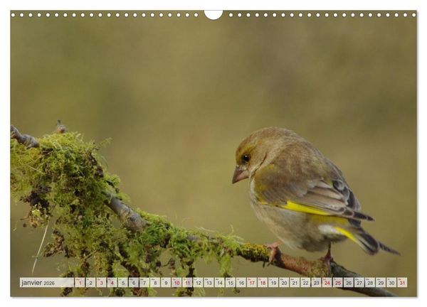 Produktbild: Oiseaux libres et sauvages (Calendrier mural 2026 DIN A3 vertical), CALVENDO calendrier mensuel