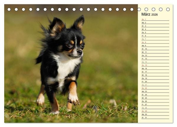 Produktbild: Chihuahua - Kleine Hunde ganz gro&szlig; (Tischkalender 2026 DIN A5 quer), CALVENDO Monatskalender