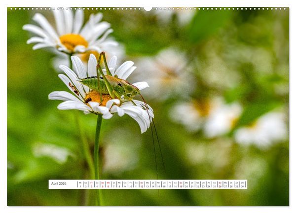 Produktbild: Der Una Nationalpark (hochwertiger Premium Wandkalender 2026 DIN A2 quer), Kunstdruck in Hochglanz