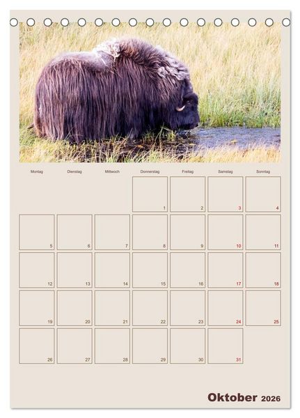 Produktbild: Moschusochsen - Norwegens gem&uuml;tliche Riesen (Tischkalender 2026 DIN A5 hoch), CALVENDO Monatskalender