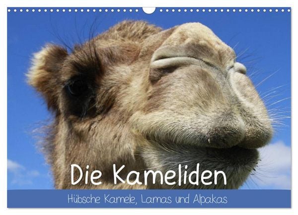 Produktbild: Die Kameliden. H&uuml;bsche Kamele, Lamas und Alpakas (Wandkalender 2026 DIN A3 quer), CALVENDO Monatskalender