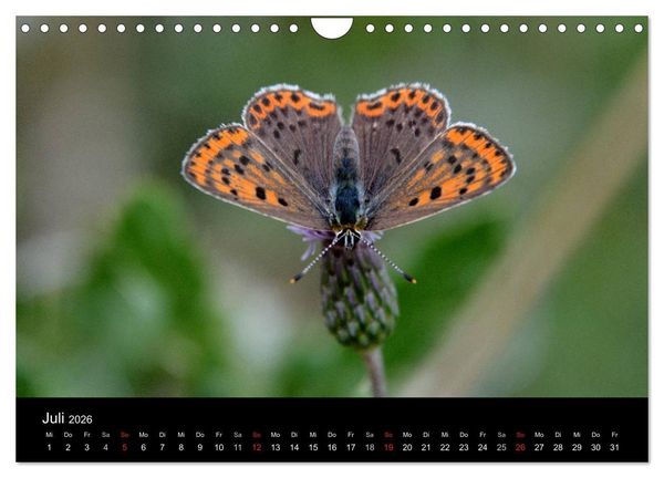 Produktbild: Schmetterlinge in Deutschland (Wandkalender 2026 DIN A4 quer), CALVENDO Monatskalender