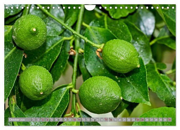 Produktbild: Bio Zitrus Garten (Wandkalender 2026 DIN A4 quer), CALVENDO Monatskalender