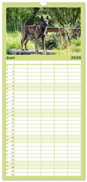 Produktbild: Familienplaner 2026 - ausdrucksvolle Holl&auml;ndische Sch&auml;ferhunde mit 5 Spalten (Wandkalender, 21 x 45 cm) CALVENDO