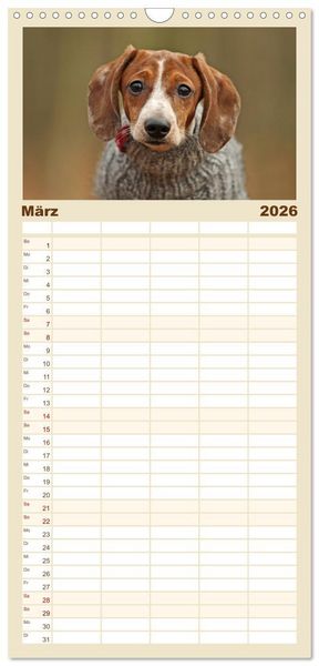 Produktbild: Familienplaner 2026 - Die Dackel daggeln.... mit 5 Spalten (Wandkalender, 21 x 45 cm) CALVENDO