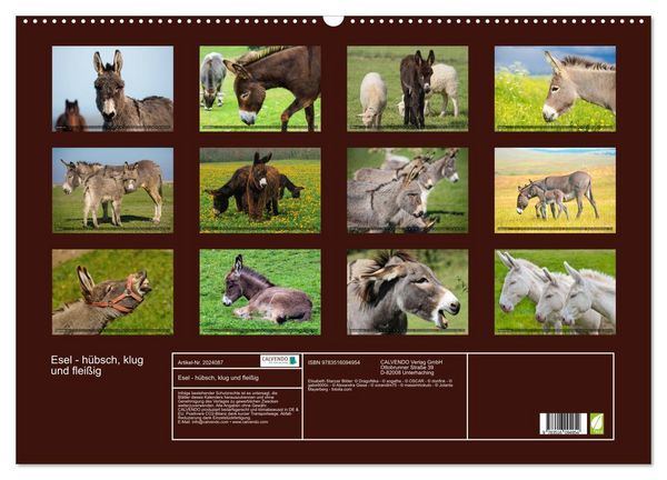Produktbild: Esel - h&uuml;bsch, klug und flei&szlig;ig (Wandkalender 2026 DIN A2 quer), CALVENDO Monatskalender