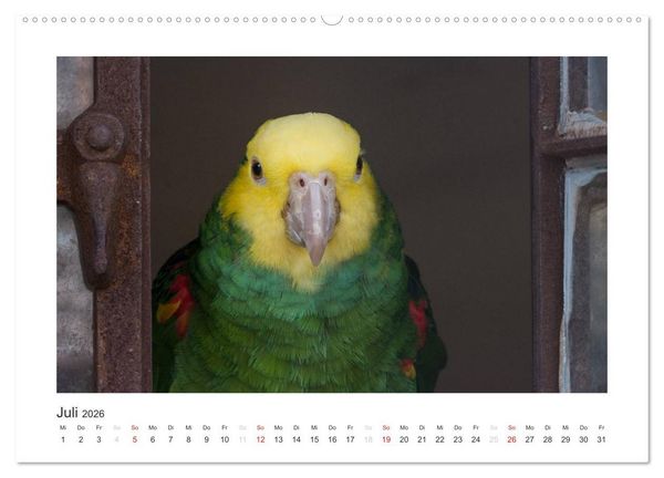 Produktbild: Kunterbunte Papageien und Sittiche (hochwertiger Premium Wandkalender 2026 DIN A2 quer), Kunstdruck in Hochglanz