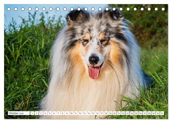 Produktbild: Der Collie - ein Hund f&uuml;rs Herz (Tischkalender 2026 DIN A5 quer), CALVENDO Monatskalender