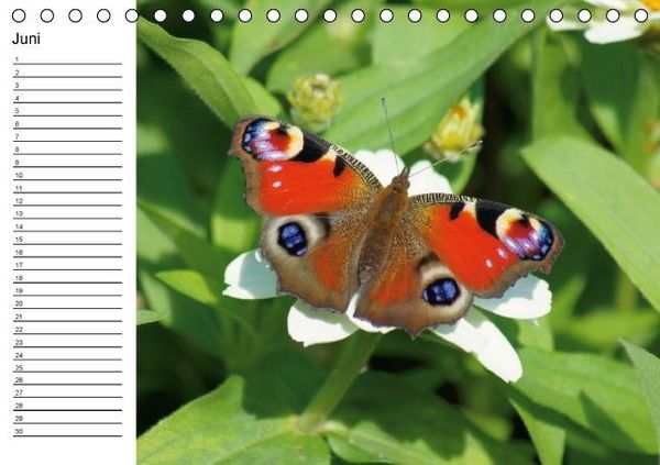 Produktbild: Heimische Schmetterlinge / Geburtstagskalender (Tischkalender immerw&auml;hrend DIN A5 quer)