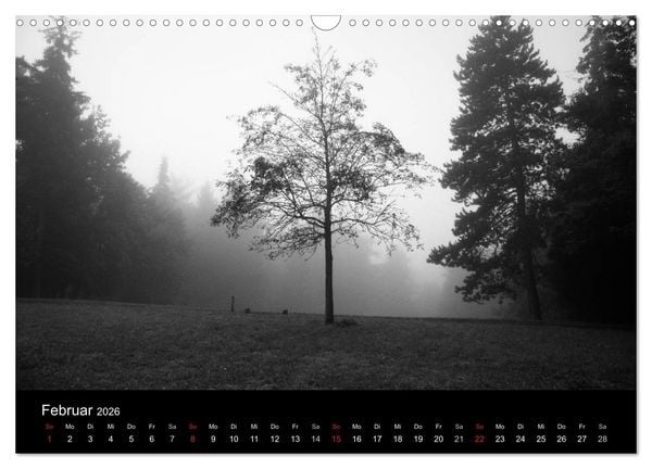 Produktbild: B&auml;ume trees 2026 (Wandkalender 2026 DIN A3 quer), CALVENDO Monatskalender