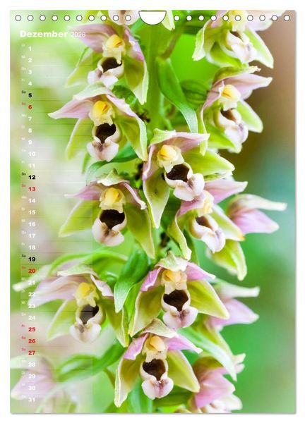 Produktbild: Auf der Suche nach Orchideen in Deutschland (Wandkalender 2026 DIN A4 hoch), CALVENDO Monatskalender