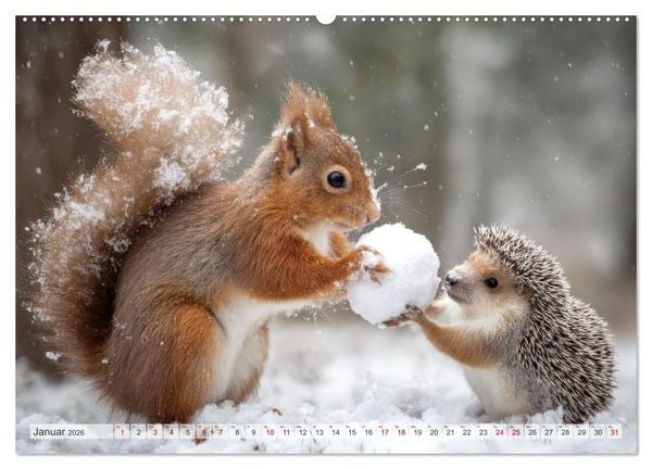Produktbild: Hazelnuts Abenteuer (hochwertiger Premium Wandkalender 2026 DIN A2 quer), Kunstdruck in Hochglanz