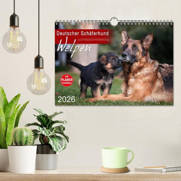 Produktbild: Deutscher Sch&auml;ferhund - Welpen (Wandkalender 2026 DIN A4 quer), CALVENDO Monatskalender