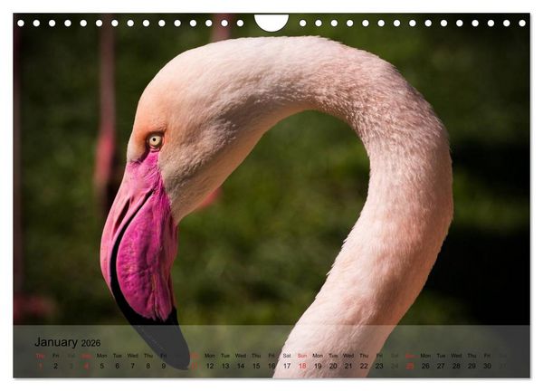 Produktbild: Flamingos Think pink (Wall Calendar 2026 DIN A4 landscape), CALVENDO 12 Month Wall Calendar