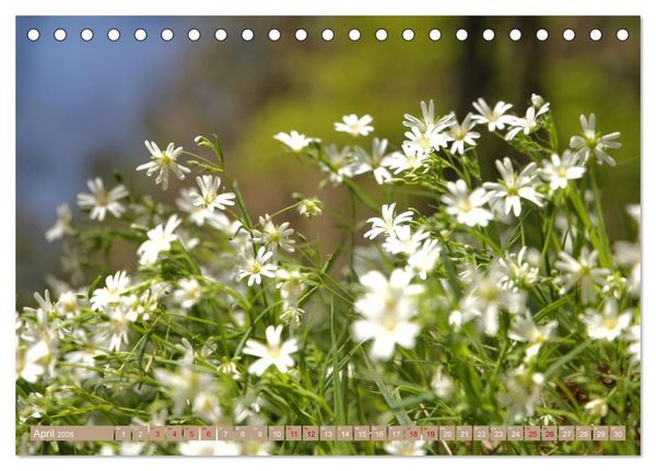 Produktbild: Der Wald - Ort der Ruhe und Besinnung (Tischkalender 2026 DIN A5 quer), CALVENDO Monatskalender