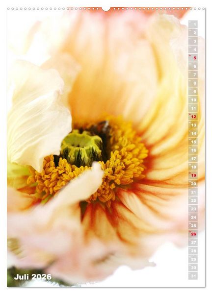 Produktbild: Mohn - Ein Bl&uuml;tentraum (hochwertiger Premium Wandkalender 2026 DIN A2 hoch), Kunstdruck in Hochglanz