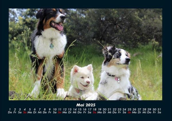 Produktbild: Hundezauber 2025 Fotokalender DIN A4