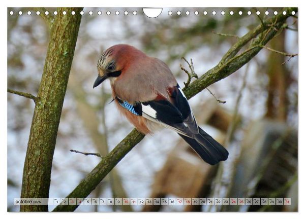 Produktbild: Jolis oiseaux de jardin (Calendrier mural 2026 DIN A4 vertical), CALVENDO calendrier mensuel