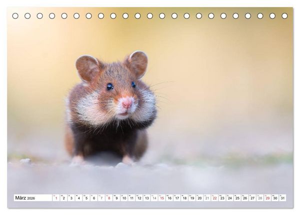 Produktbild: Herzige Feldhamster - farbenfrohe Nagetiere im st&auml;dtischen Lebensraum (Tischkalender 2026 DIN A5 quer), CALVENDO Monatskalender