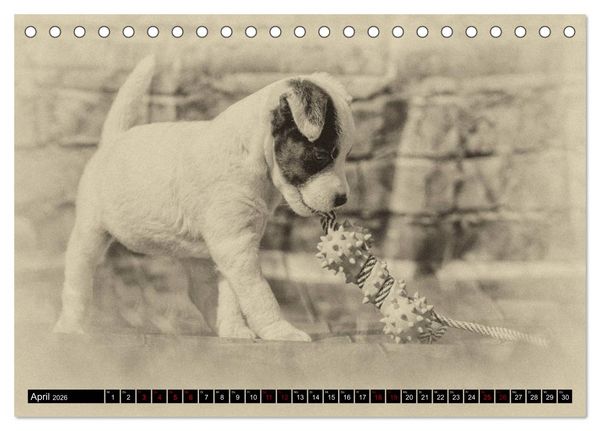 Produktbild: Parson Jack Russel Welpen (Tischkalender 2026 DIN A5 quer), CALVENDO Monatskalender