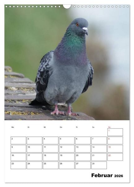 Produktbild: Tauben Terminplaner (Wandkalender 2026 DIN A3 hoch), CALVENDO Monatskalender