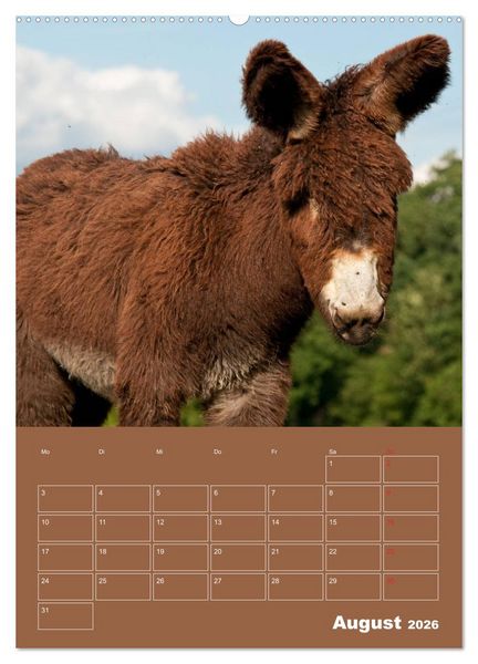 Produktbild: Entz&uuml;ckende Esel - Charmant und liebenswert (hochwertiger Premium Wandkalender 2026 DIN A2 hoch), Kunstdruck in Hochglanz