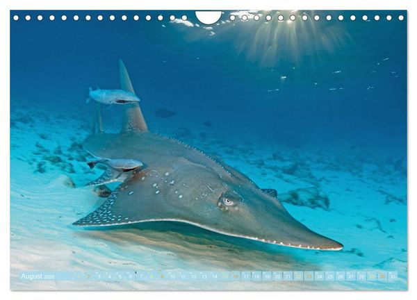 Produktbild: Planet Wasser: Von wegen Planet Erde (Wandkalender 2026 DIN A4 quer), CALVENDO Monatskalender