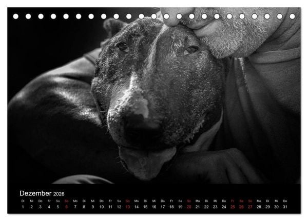 Produktbild: Bullterrier (Tischkalender 2026 DIN A5 quer), CALVENDO Monatskalender
