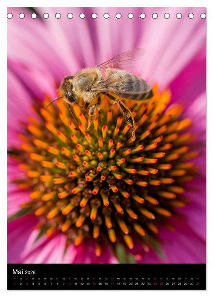 Produktbild: Bienen (Tischkalender 2026 DIN A5 hoch), CALVENDO Monatskalender