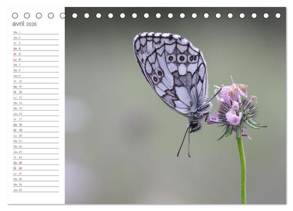 Produktbild: Dans le jardin des papillons (Calendrier de bureau 2026 DIN A5 vertical), CALVENDO calendrier mensuel