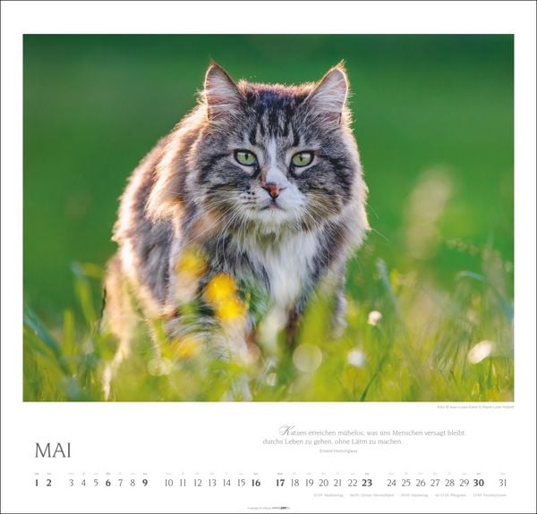 Produktbild: Katzen - Diven auf Samtpfoten Kalender 2027 - Diven auf Samtpfoten
