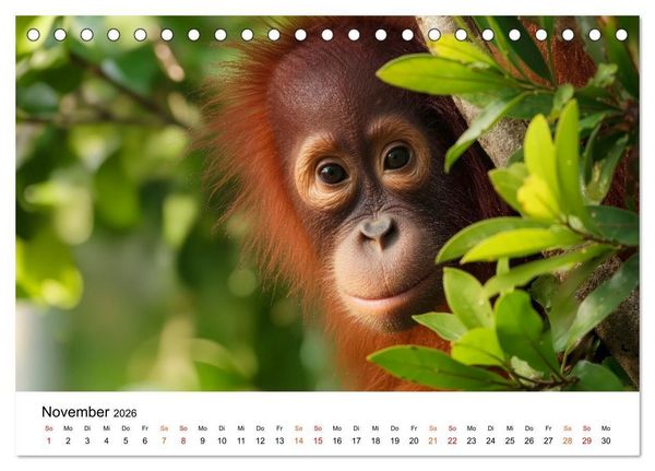 Produktbild: Orang Utans - Leben in den Baumkronen (Tischkalender 2026 DIN A5 quer), CALVENDO Monatskalender