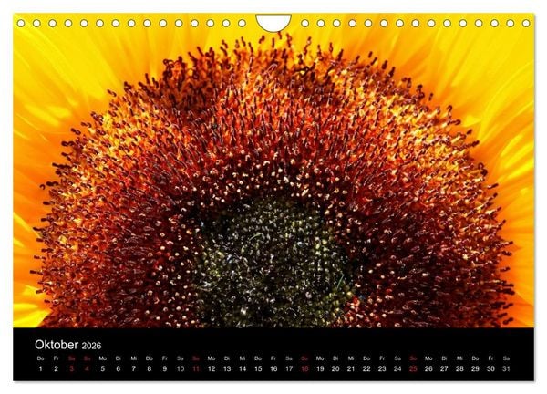 Produktbild: Sonnenblumen (Wandkalender 2026 DIN A4 quer), CALVENDO Monatskalender