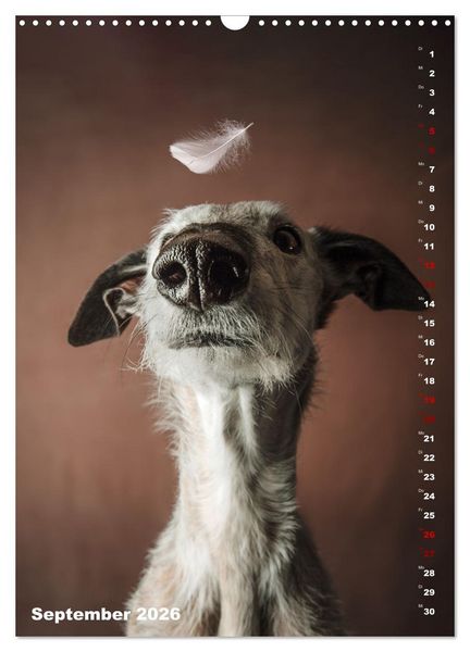 Produktbild: dogmuse deluxe (Wandkalender 2026 DIN A3 hoch), CALVENDO Monatskalender