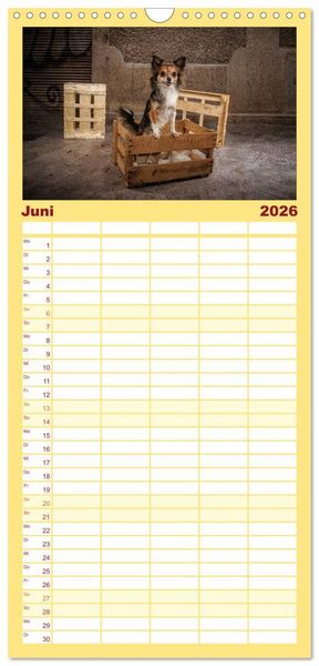 Produktbild: Familienplaner 2026 - Chihuahuas - Cool and Cute mit 5 Spalten (Wandkalender, 21 x 45 cm) CALVENDO